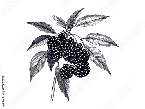 Elderberry botanical illustration, vintage berry sketch, hand-drawn fruit decor, black line engraving, antique food artwork, organic plant print, farmhouse kitchen poster,