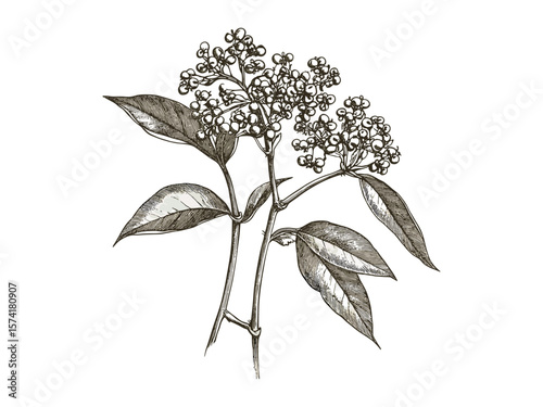 Antique elderflower berry engraving, vintage fruit sketch, botanical black ink artwork, hand-drawn plant decor, retro nature print, rustic line illustration, wall botanical poster,