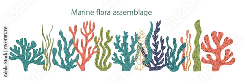 Marine Seaweed Flora, Colorful Underwater Plants on White Background, Ocean Life