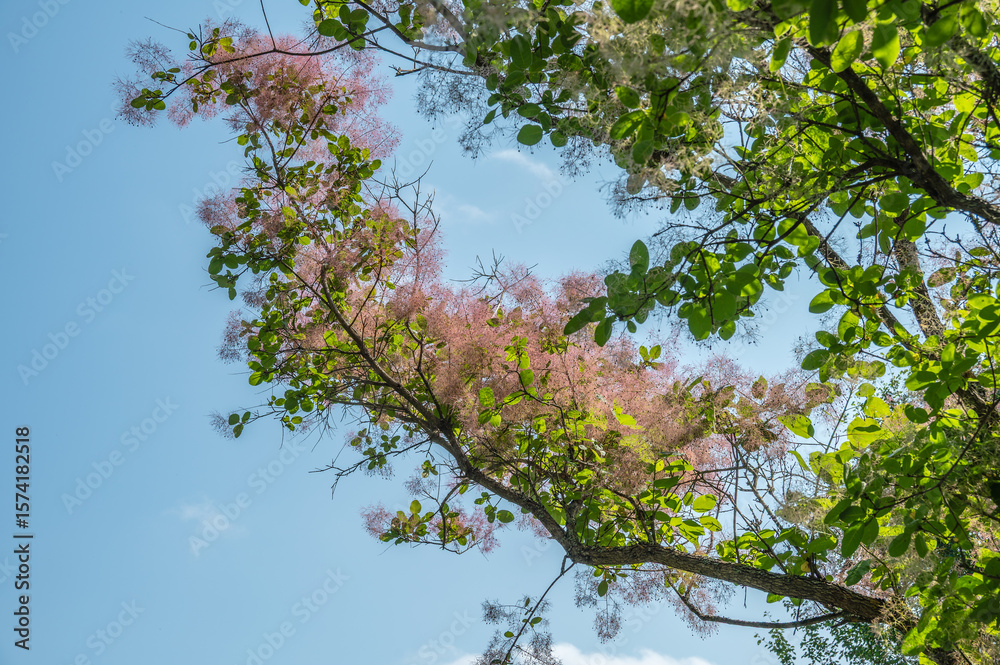 Fototapeta premium The bush of Cotinus coggygria as delicate fluffy natural background.
