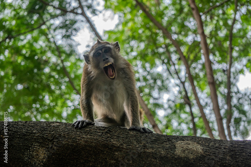 Expressive wild macaque widely yawns revealing its sharp teeth while resting securely on a high branch.