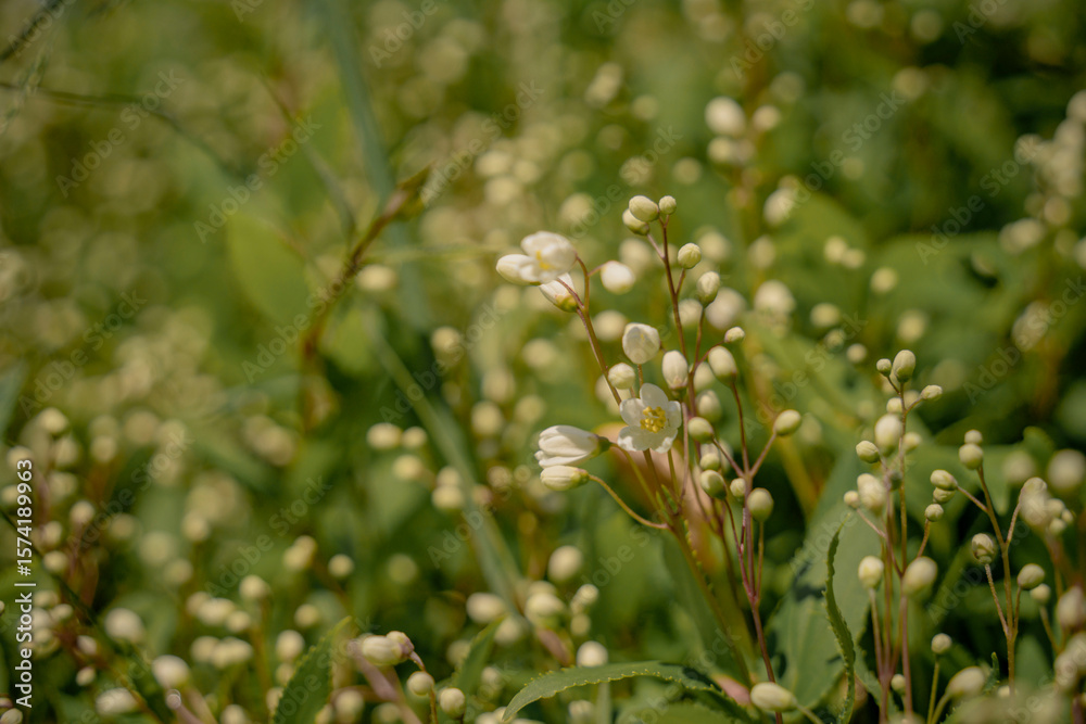 Obraz premium Delicate White Blossoms in Spring Meadow