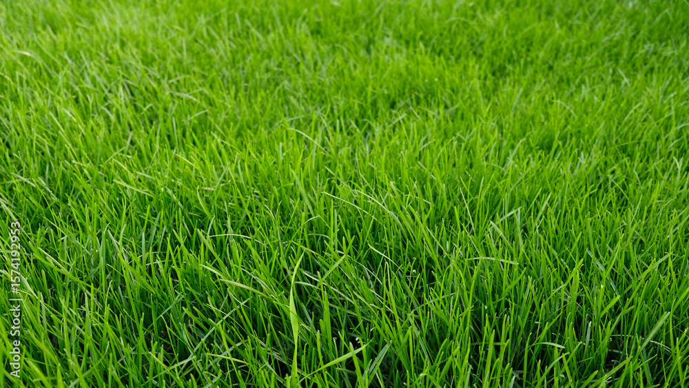 Obraz premium Green grass meadow, natural greenery background texture of lawn garden pattern. Lawn for training football pitch, Grass Golf Courses. Perfect for ecology, healthy lifestyle and cleanliness themes. 