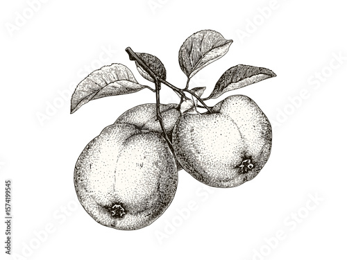 Retro quince fruit engraved illustration, vintage botanical print, hand-drawn black ink sketch, antique food decor, healthy fruit drawing, old engraving style, rustic farmhouse wall art