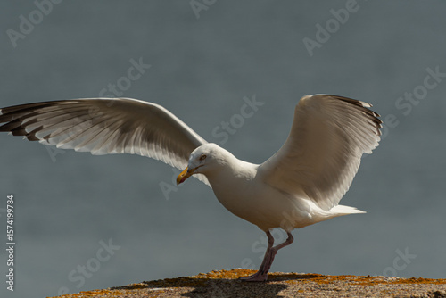 A close-up image of a seagull preparing to take off from a rock ledge with its wings fully extended. The bird is captured in a dynamic pose against a blurred ocean background, showcasing the elegance 