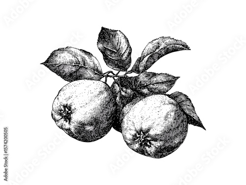 Vintage engraved quince fruit illustration, retro botanical print, antique style sketch, healthy food decor, hand-drawn ink drawing, old engraving, rustic kitchen art, natural produce