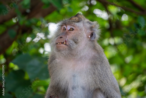 Photography Detailed close up portrait of a wild macaque monkey looking upward in a lush green forest