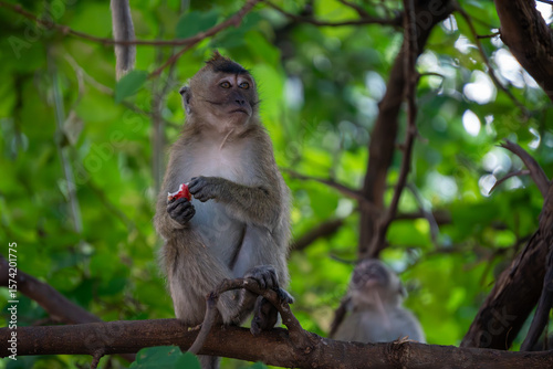 Photography Hungry macaque monkey perches on a forest branch while gripping a whole pink water apple