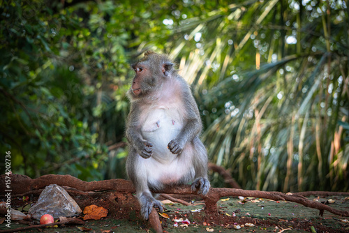 Fényképezés Long-tailed macaque sits peacefully on a tree branch while eating a fresh pink rose apple