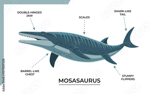 Photography Anatomy of a Mosasaurus