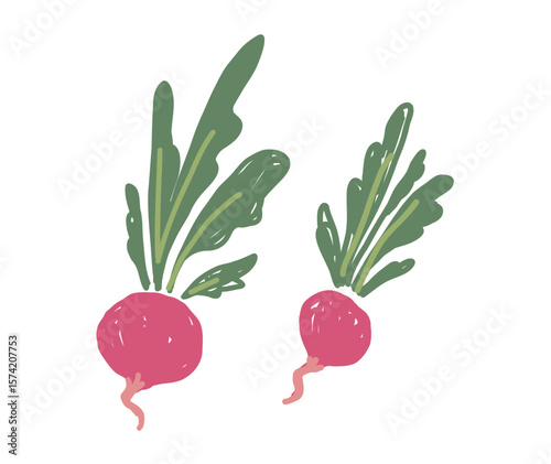 Two pink radishes with green leaves isolated on white background. Hand-drawn flat vector illustration of root vegetables.