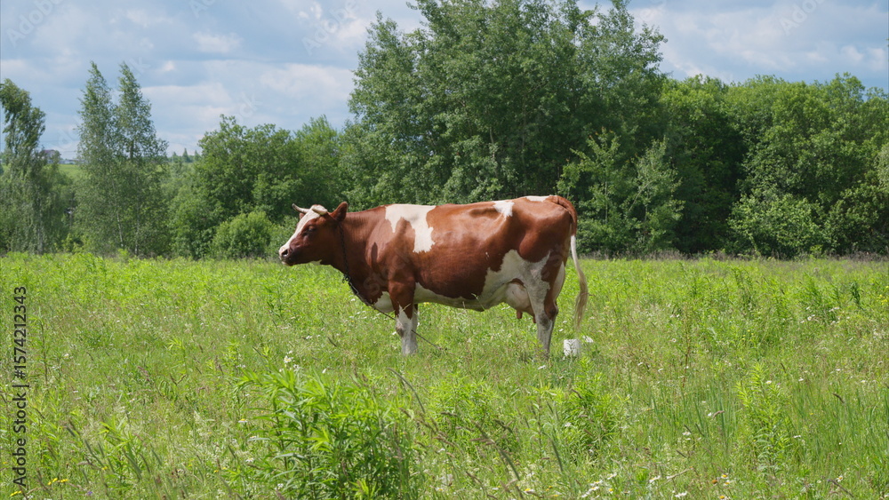 A Serene Cow Grazing Peacefully in a Lush Green Pasture Surrounded by Natures Beauty A Serene Cow Grazing Peacefully in a Lush Green Pasture Surrounded by Natures Beauty