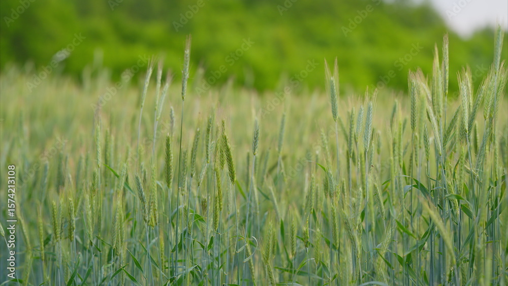 Obraz premium A Vibrant and Lush Green Wheat Field Extends Under a Clear and Expansive Sky Above It