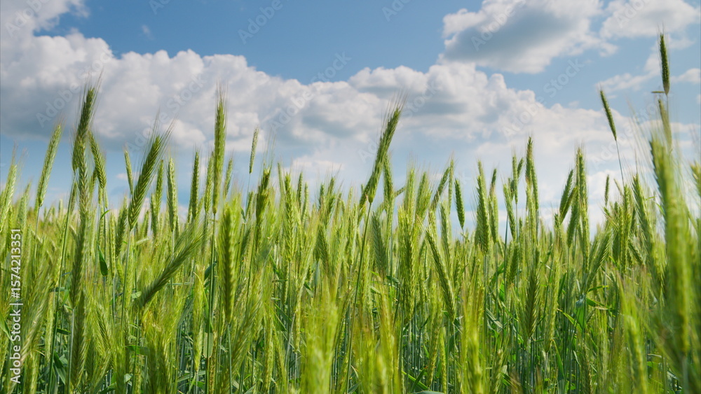 Obraz premium A Beautiful Lush Green Wheat Field Extending Under a Bright Blue Sky and Sunny Day