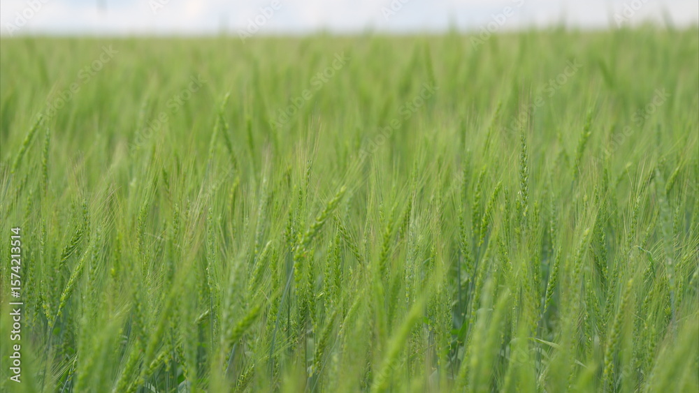 Obraz premium A Beautiful Lush Green Grass Field Gently Swaying in the Mild and Refreshing Breeze