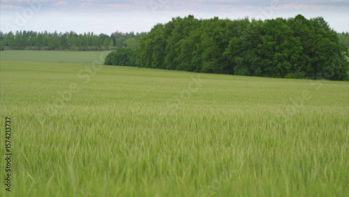 A Serene Green Field Encompassed by Lush Trees in the Background Adds to Tranquility