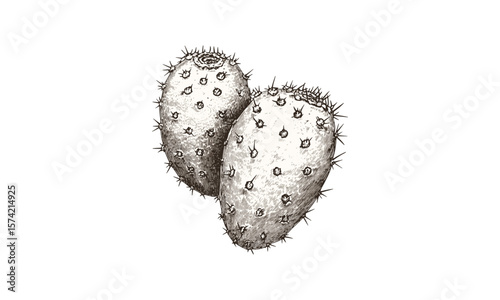 Retro prickly pear cactus fruit engraving, vintage hand-drawn black ink sketch, exotic botanical illustration, old style natural plant print, rustic food art, natural history drawing