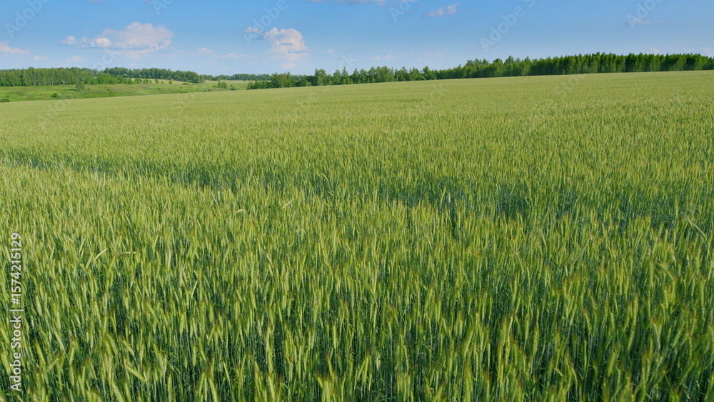 A Vast and Lush Green Wheat Field Beautifully Spread Out Beneath a Clear Blue Sky Above A Vast and Lush Green Wheat Field Beautifully Spread Out Beneath a Clear Blue Sky Above