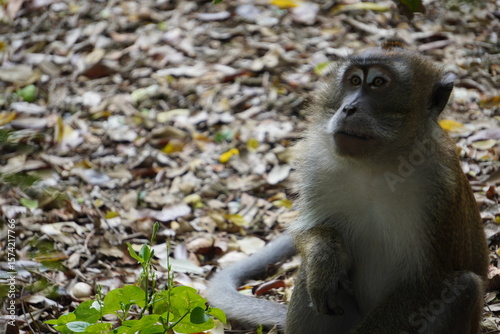 Canvas Print Macaque monkey looks sideways while sitting among dry leaves, monitoring its troop members during a bright day in the tropical forest