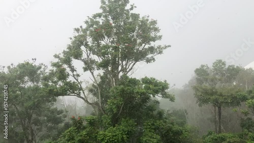 morning heavy rain and fog in the garden