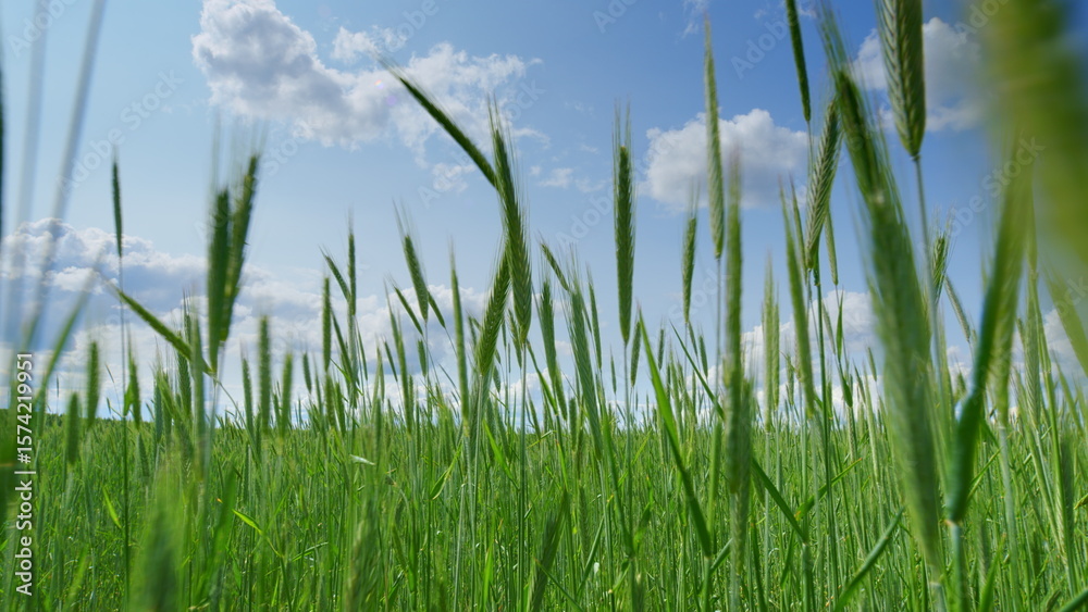 Obraz premium Lush and Vibrant Green Grass Stretching Out Under a Bright Blue Sky Full of Light
