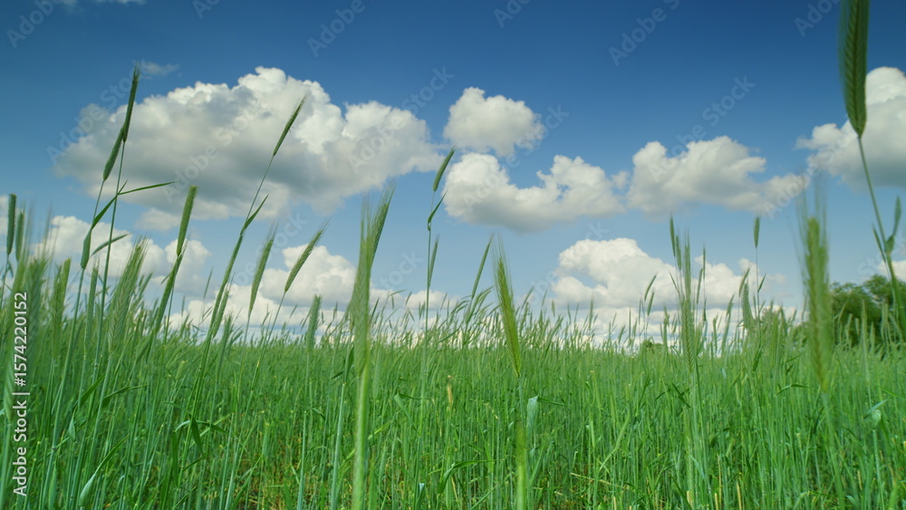 Obraz premium Lush, Green Grass Spreading Out Beneath a Beautiful Blue Sky Adorned with Fluffy Clouds