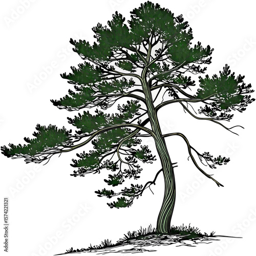 Green pine tree with dark branches and needles evergreen