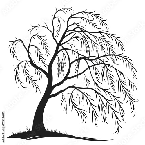 Black willow tree with flowing branches and grass black silhouette nature