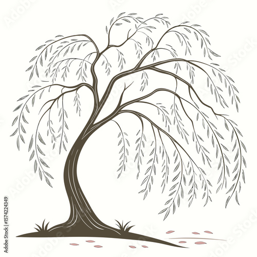 Elegant weeping willow tree with flowing branches and leaves nature plant