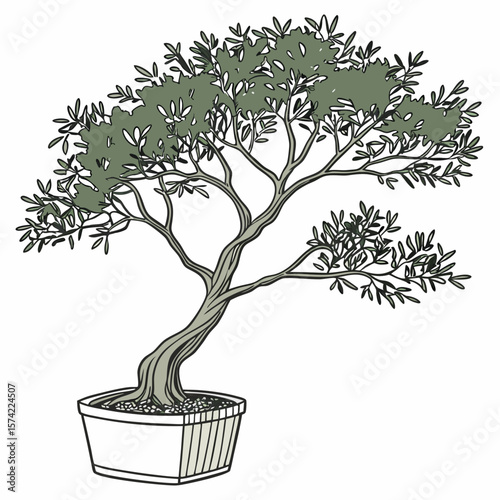 Twisted olive tree in pot potted plant bonsai