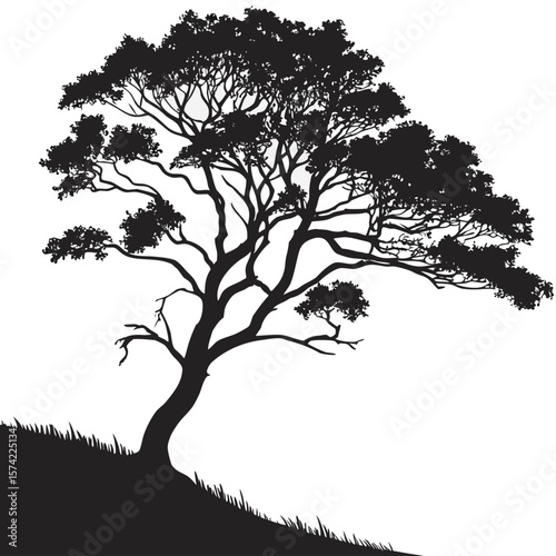 Silhouette of a sprawling tree on a grassy incline black nature