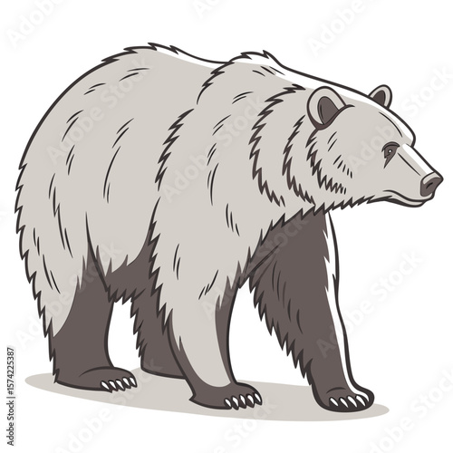 Grizzly bear walking on white background animal wildlife
