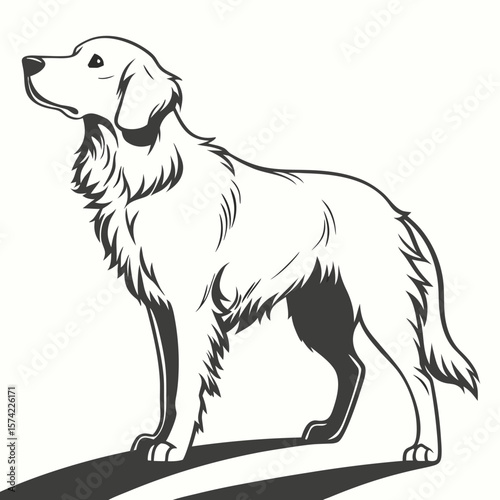 Elegant golden retriever standing proud canine animal