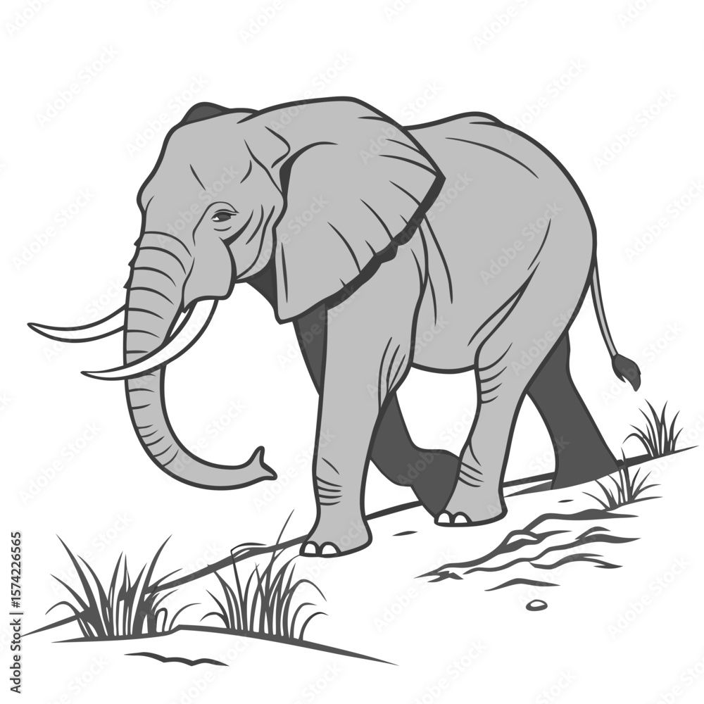 Fototapeta premium Gray elephant walking through grass tusks trunk