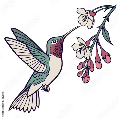 Hummingbird feeding on pink flowers nature