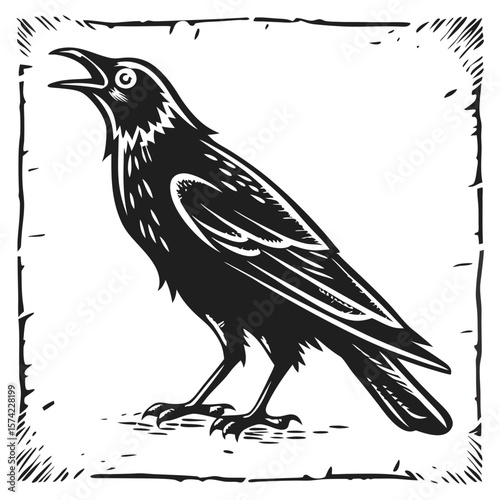 Black bird calling with detailed feathers crow raven