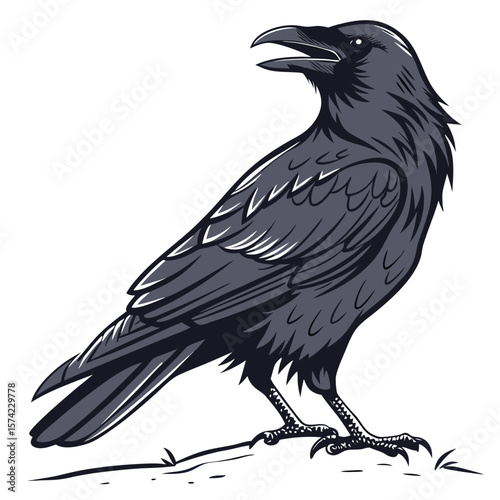 Dark feathered bird with open beak on white background crow raven