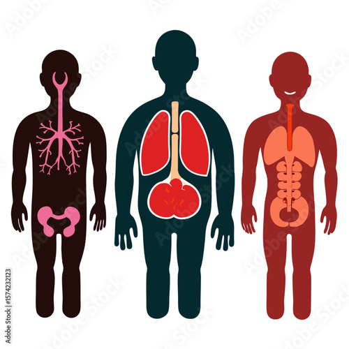 Human body internal organ diagrams human anatomy internal organs