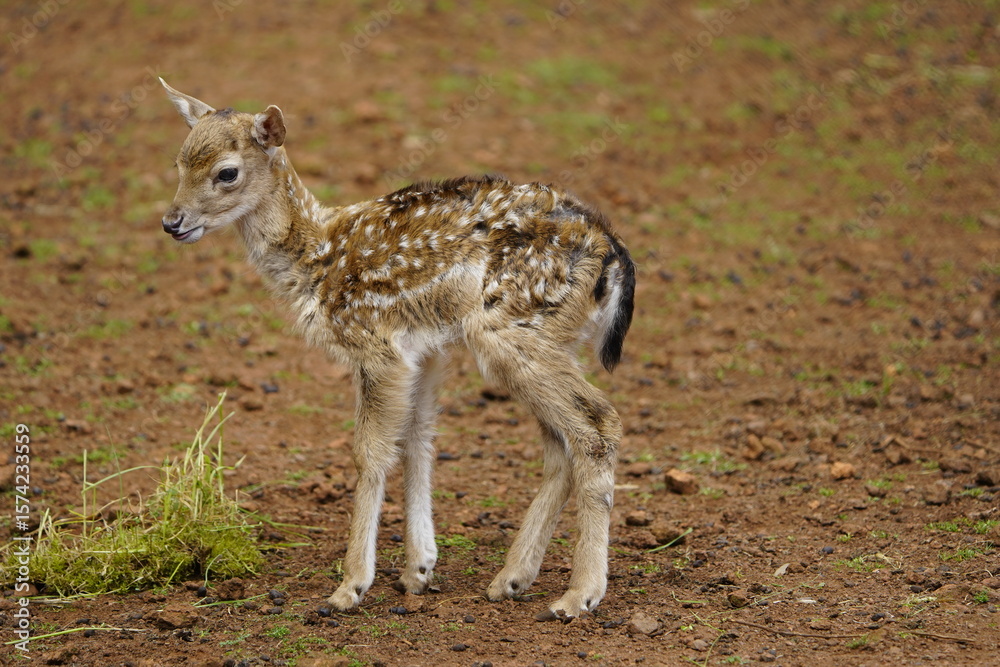 Fallow deer (Dama dama) fawn. Cervidae family. Machico Madeira, Portugal.
Fallow deer (Dama dama) fawn. Cervidae family. Machico Madeira, Portugal.