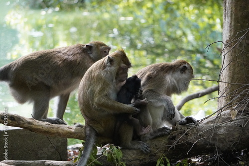 Group of macaques participates in social grooming on the forest floor, a vital behavior for maintaining hygiene and strengthening group bonds.