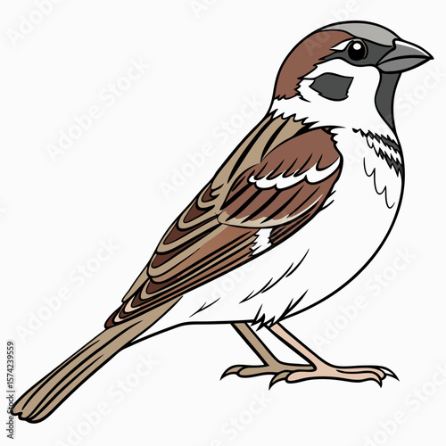 Brown feathered bird with black outline standing sparrow white
