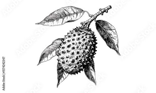 Retro botanical print of mountain soursop, vintage hand-drawn tropical fruit sketch, black ink engraving style, trendy natural illustration, exotic fruit decor, classic plant drawing