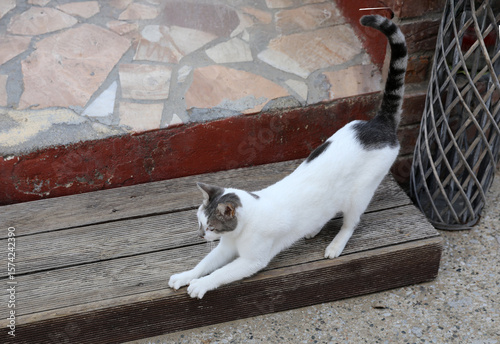 Kreta Küste Heraklion Katze