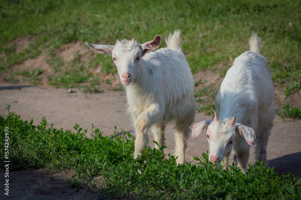 Obraz premium Beautiful little goats strolling through the village. Free grazing of baby goats.
