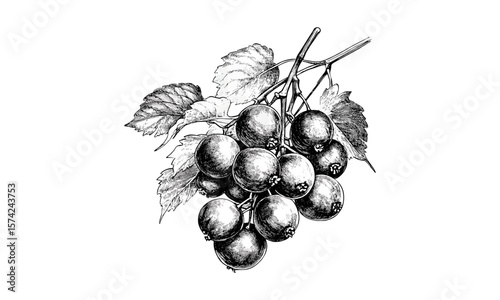 Black line drawing of muscadine grapes, vintage fruit engraving, hand-drawn southern botanical sketch, trendy retro art print, grapevine illustration, classic food etching,
