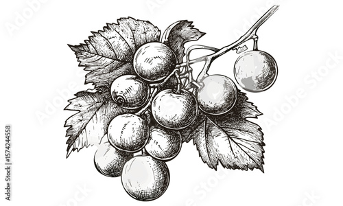 Retro fruit sketch of muscadine grapes, vintage botanical illustration, southern healthy food art, black line etching, hand-drawn grape artwork, traditional engraving style,