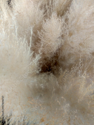 Soft Fluffy White Texture Creating an Abstract and Dreamy Background