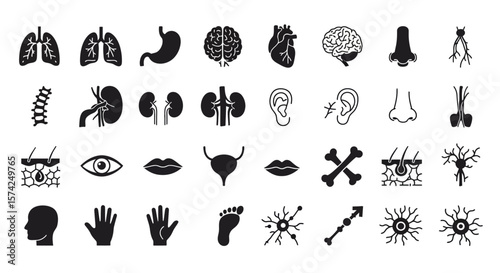 A collection of black and white anatomical icons representing various human organs and body parts.