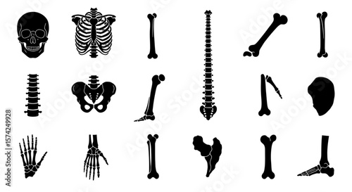 Black and white anatomical illustration showcasing various human skeletal system components.
