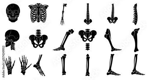 Collection of anatomical illustrations depicting various bones of the human skeleton in a black and white graphic style.